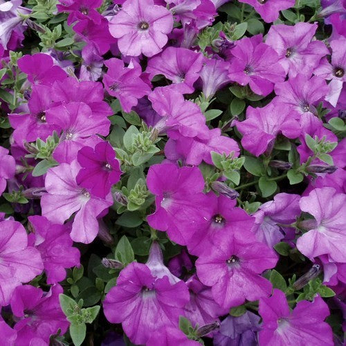 Petunia x hybrida 'Rosy Wave' F1 / 'Lavender Wave' F1
