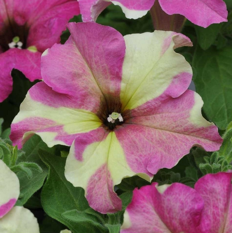 Petunia x hybrida 'Sophistica Lime Bicolour'