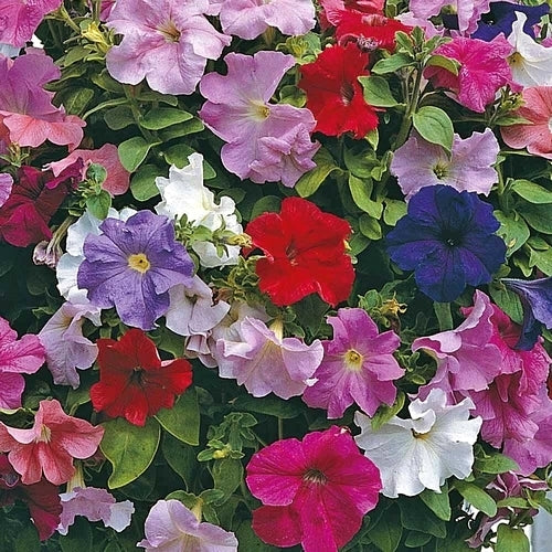 Petunia x hybrida 'Super Cascade Improved' F1