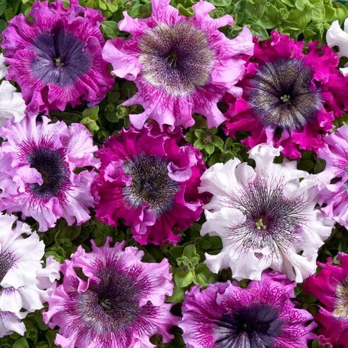 Petunia x hybrida 'Superbissima Mix'