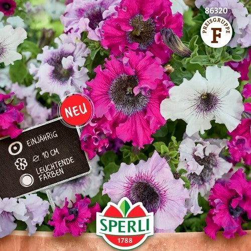 Petunia x hybrida 'Superbissima Mix'