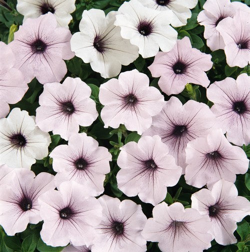 Petunia x hybrida 'Tidal Wave Silver' F1 / 'Orchid Vein' F1