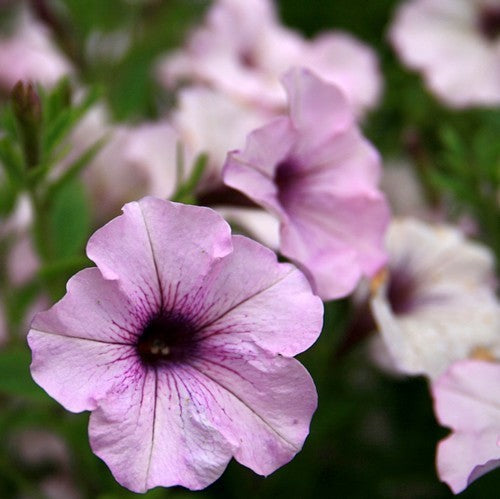 Petunia x hybrida 'Tidal Wave Silver' F1 / 'Orchid Vein' F1