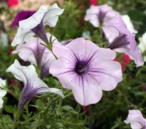 Petunia x hybrida 'Tidal Wave Silver' F1 / 'Orchid Vein' F1