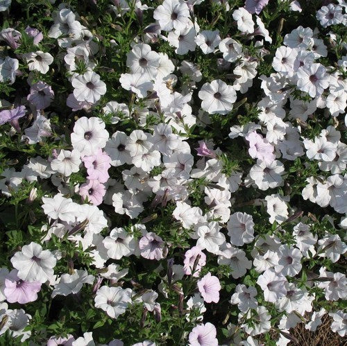 Petunia x hybrida 'Tidal Wave Silver' F1 / 'Orchid Vein' F1