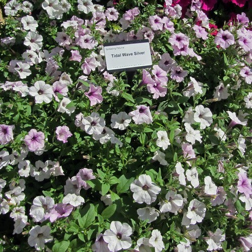 Petunia x hybrida 'Tidal Wave Silver' F1 / 'Orchid Vein' F1