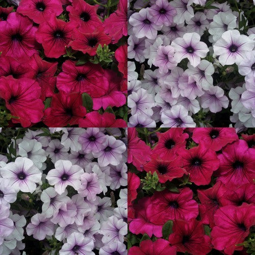 Petunia x hybrida 'Tidal Wave Silver & Cherry' F1