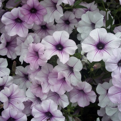 Petunia x hybrida 'Tidal Wave Silver & Cherry' F1