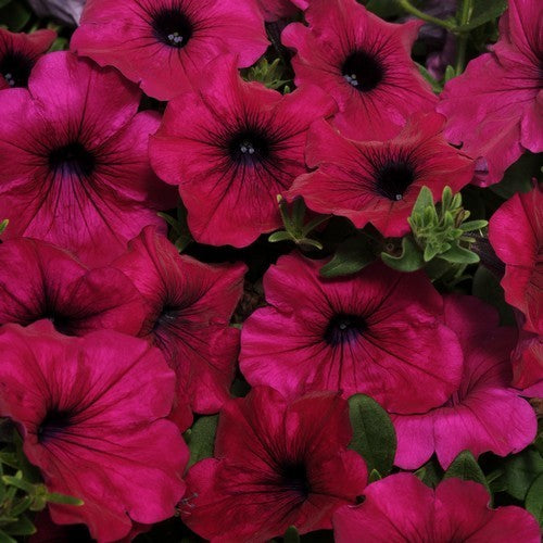 Petunia x hybrida 'Tidal Wave Silver & Cherry' F1