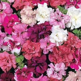 Petunia multiflora 'Duo Mixed' F1 / 'Fanfare Mixed' F1