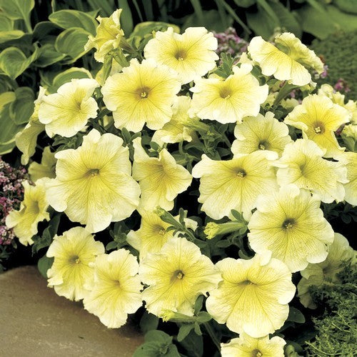 Petunia x hybrida ‘Prism Sunshine’ F1