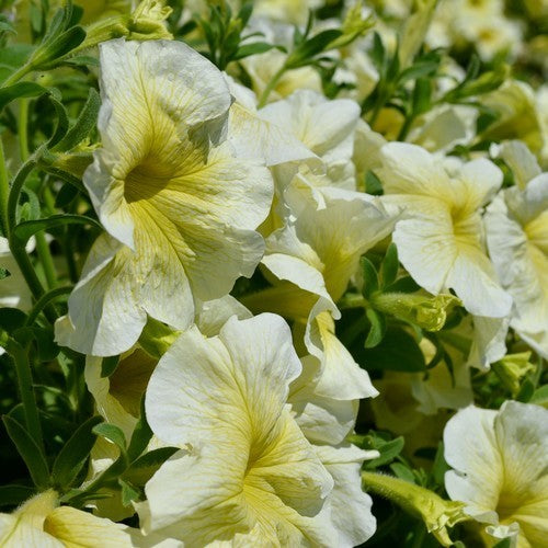 Petunia x hybrida ‘Prism Sunshine’ F1