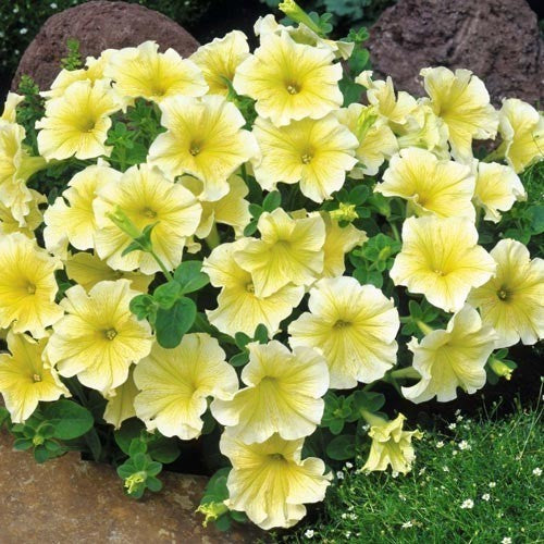 Petunia x hybrida ‘Prism Sunshine’ F1