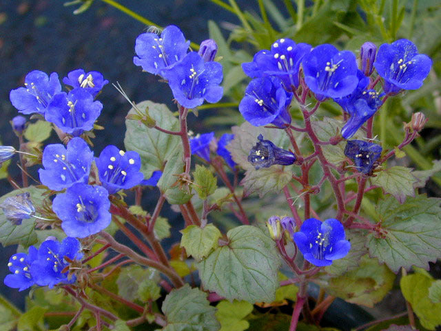Phacelia campanularia 'Blue Wonder'