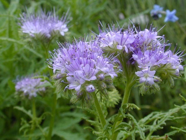Phacelia tanacetifolia