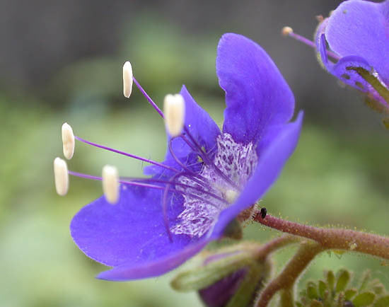 Phacelia viscida 'Blue Foam'