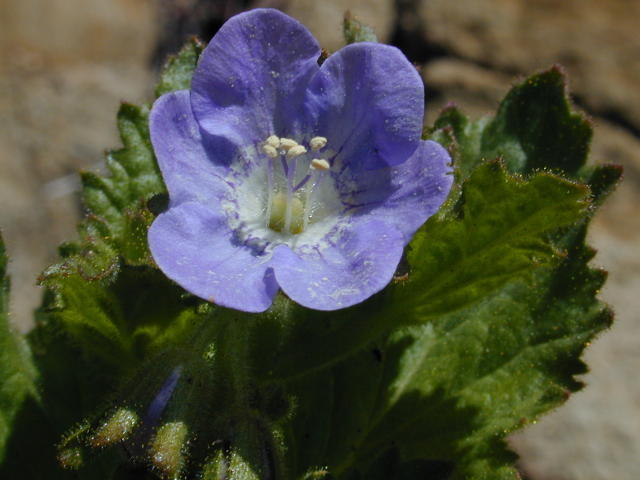 Phacelia viscida 'Blue Foam'