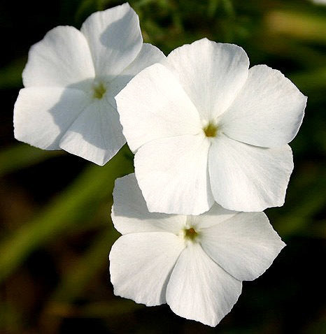 Phlox drummondii grandiflora 'Alba'
