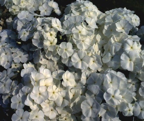 Phlox drummondii grandiflora 'Alba'