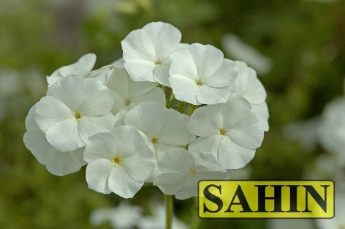 Phlox drummondii grandiflora 'Alba'