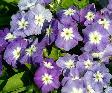 Phlox drummondii nana compacta 'Blue Beauty'