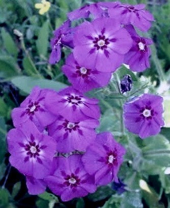 Phlox drummondii nana compacta 'Blue Beauty'