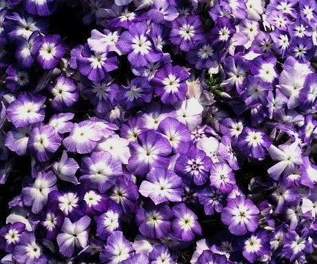 Phlox drummondii nana compacta 'Blue Beauty'