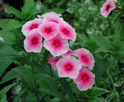 Phlox drummondii grandiflora 'Brilliant'