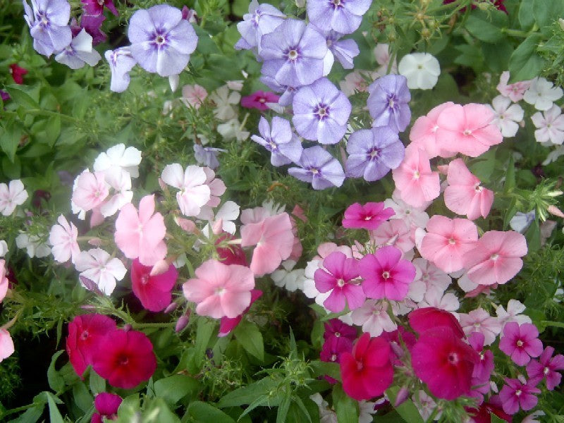Phlox drummondii nana compacta 'Fantasy Mixed' / 'Beauty Mix'