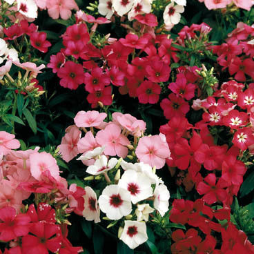 Phlox drummondii nana compacta 'Fantasy Mixed' / 'Beauty Mix'