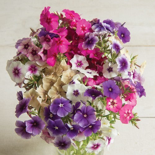 Phlox drummondii grandiflora 'Tapestry Mixed' / 'Art Shades'