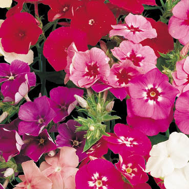 Phlox drummondii grandiflora 'Melange Élevé' / 'Tall Mixed'