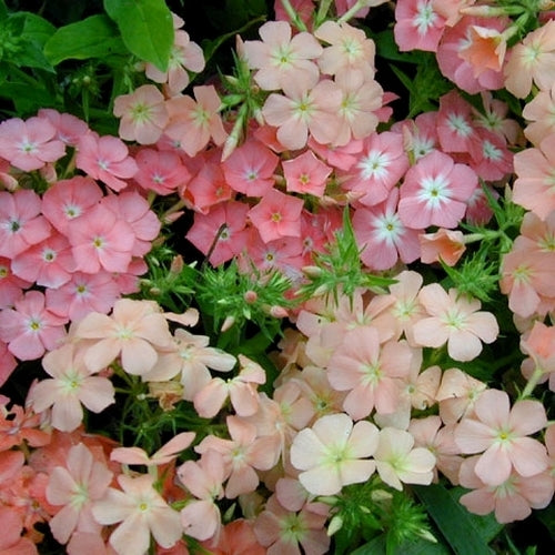 Phlox drummondii nana compacta 'Phlox of Sheep'