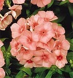 Phlox drummondii nana compacta 'Salmon Beauty'