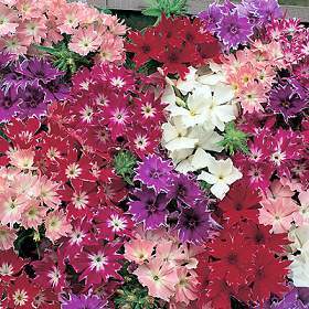 Phlox drummondii cuspidata 'Twinkle Mixed'