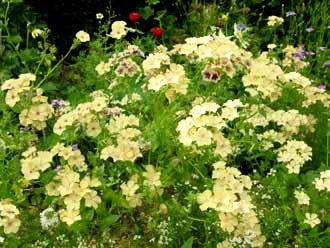 Phlox drummondii nana compacta 'Yellow Beauty'