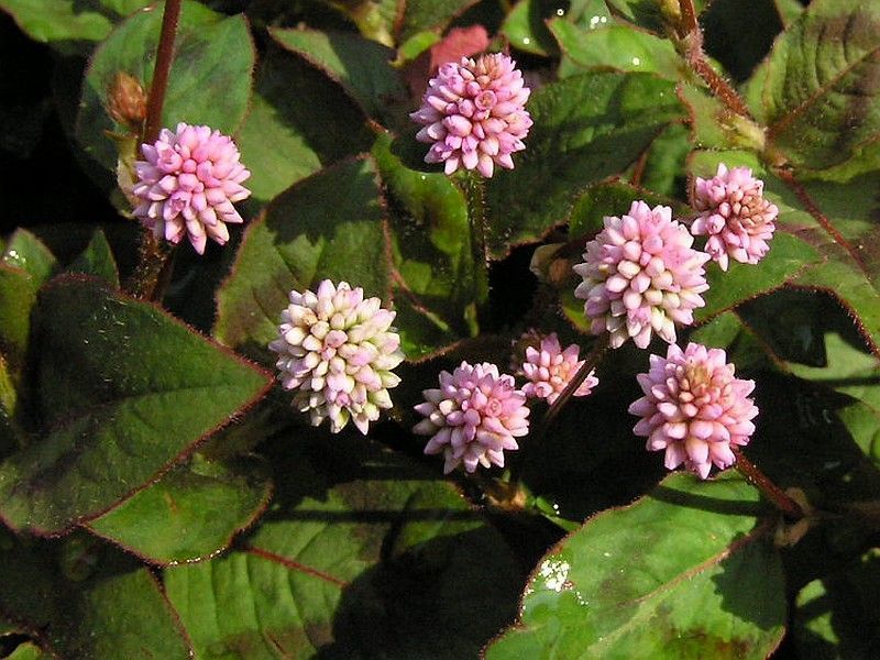 Polygonum capitatum