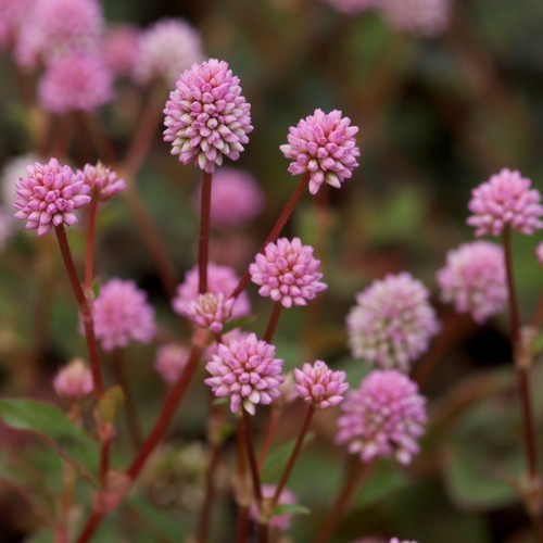 Polygonum capitatum