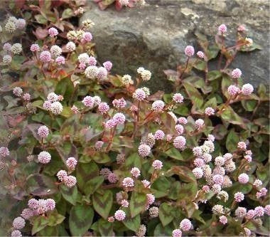 Polygonum capitatum