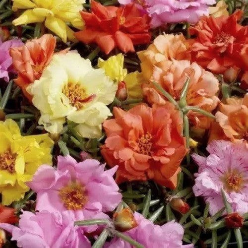 Portulaca grandiflora 'Double Flowered Mixed'