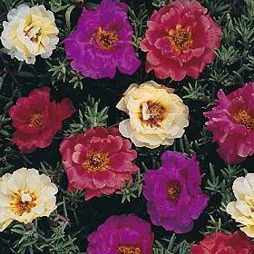 Portulaca grandiflora 'Double Flowered Mixed'