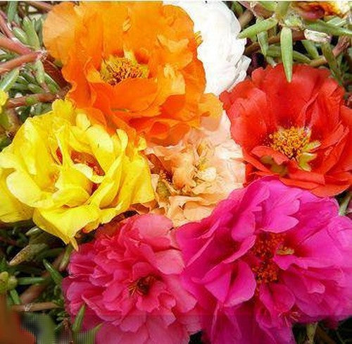 Portulaca grandiflora 'Double Flowered Mixed'