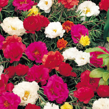 Portulaca grandiflora 'Double Flowered Mixed'