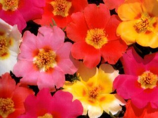 Portulaca grandiflora 'Single Flowered Mixed'