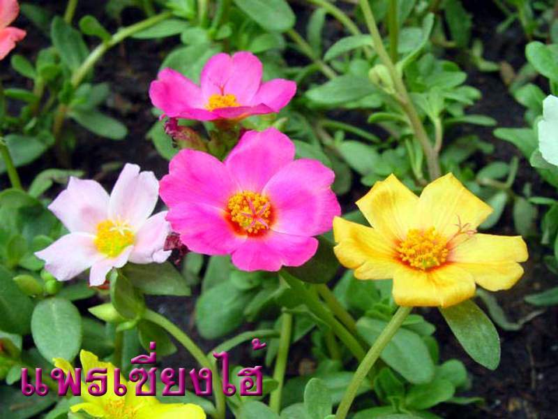 Portulaca grandiflora 'Single Flowered Mixed'
