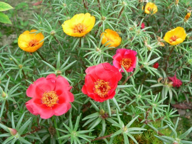 Portulaca grandiflora 'Single Flowered Mixed'