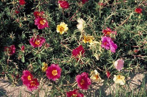 Portulaca grandiflora 'Single Flowered Mixed'