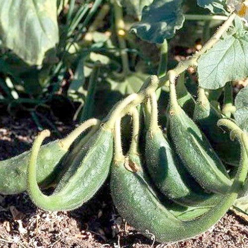 Proboscidea lousianica Various Varieties