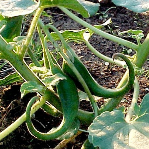 Proboscidea lousianica Various Varieties