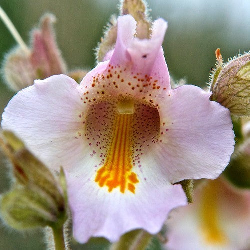 Proboscidea lousianica Various Varieties